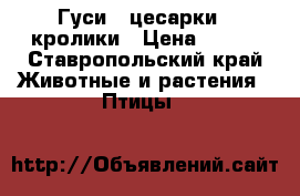 Гуси , цесарки , кролики › Цена ­ 800 - Ставропольский край Животные и растения » Птицы   